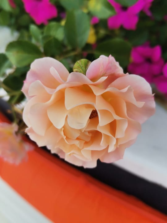 Gartenanlage Dream World Palace Hotel