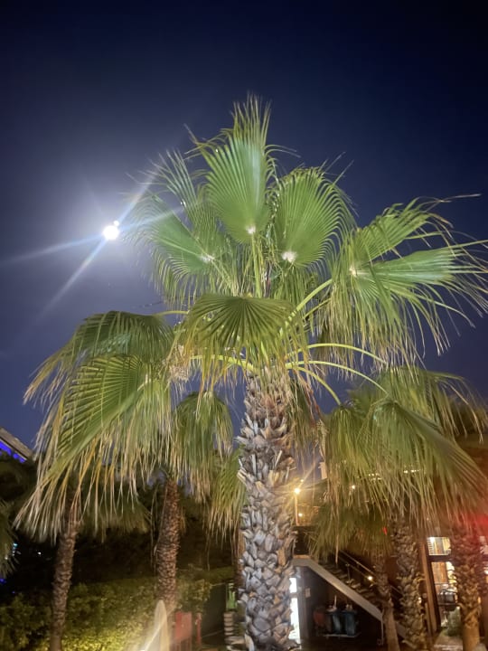 Gartenanlage Saturn Palace Resort Hotel