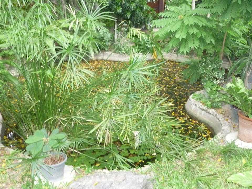 Dschungelgarten Hotel The Cottage