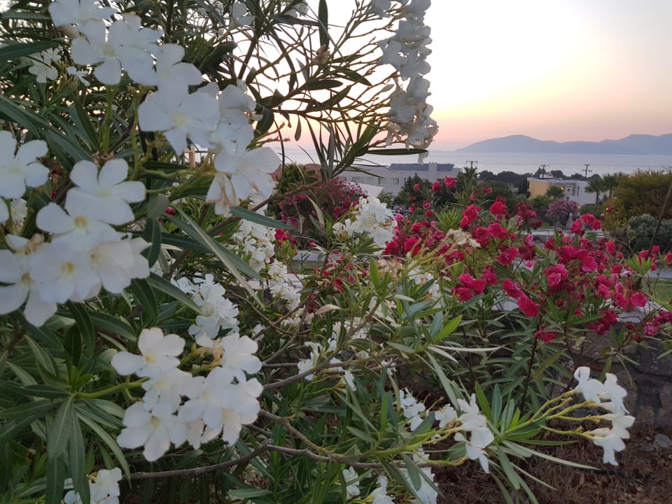 Gartenanlage Hotel Kouros Palace