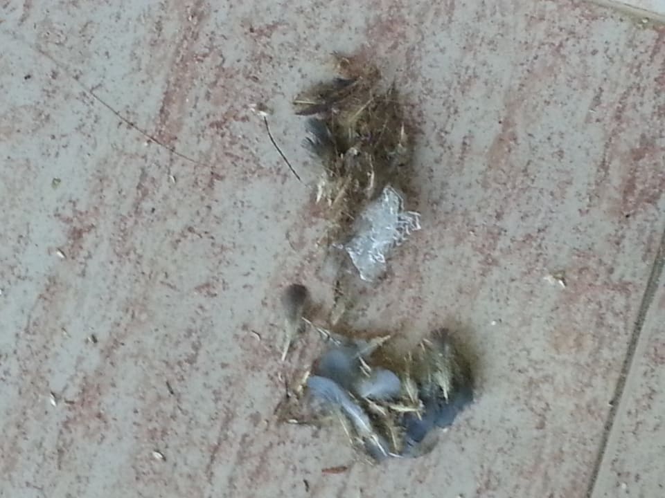 Zimmer Alborada Ocean Club