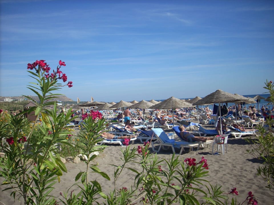 Strand mit Liegen, Auflagen, Schirmen Hotel Calypso Beach