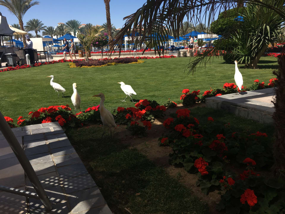 Gartenanlage Pickalbatros Dana Beach Resort - Hurghada