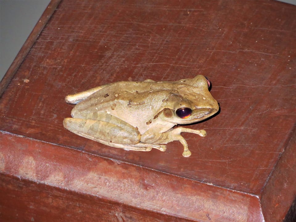 Haustiere Khaolak Laguna Resort