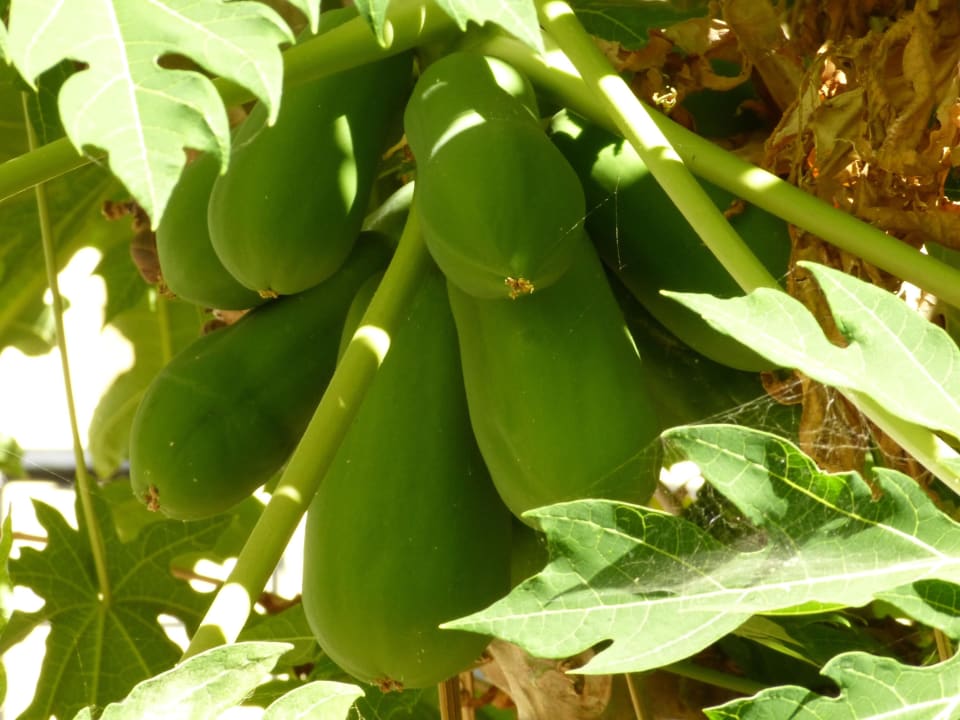 Exsotische Pflanzen Sentido Kyknos Beach Adults Only 16+