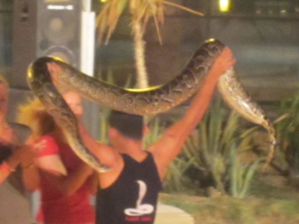 Cobrashow Pickalbatros Palace Resort