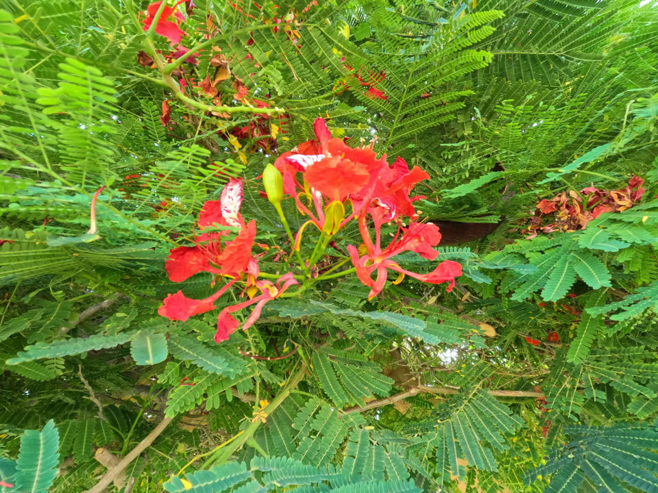 Gartenanlage Sentido Akassia Beach