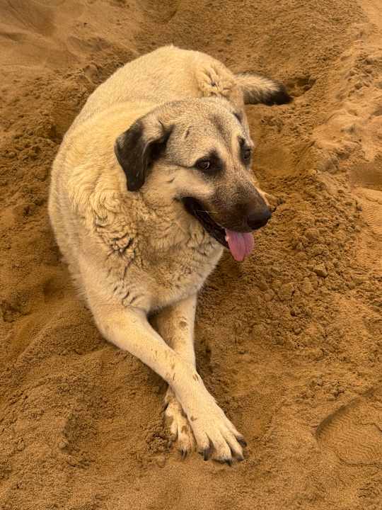 Strand Hane Family Resort