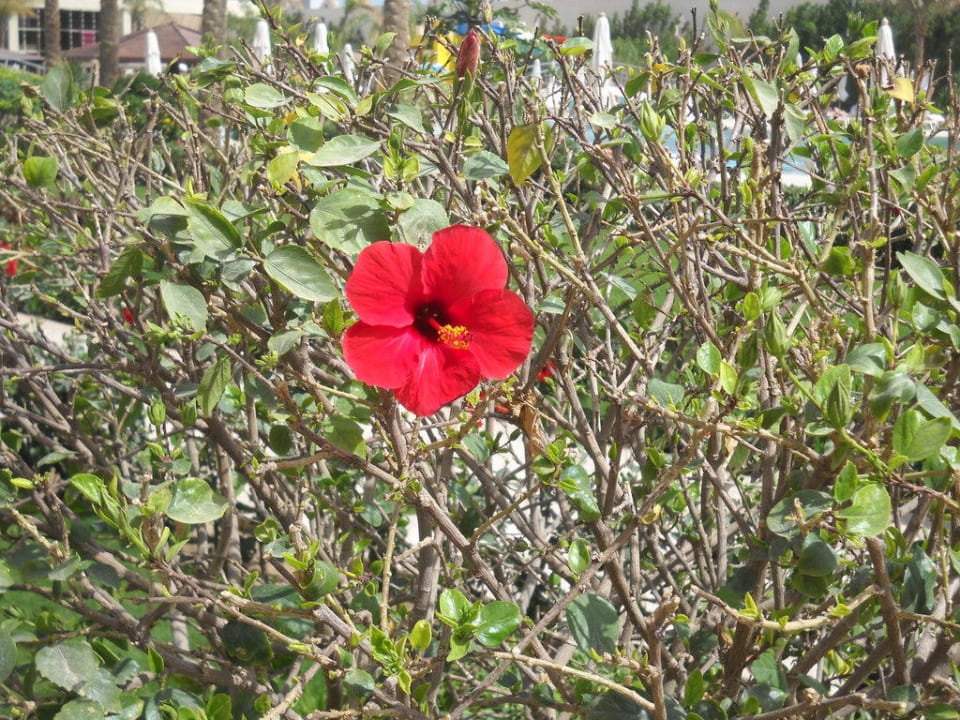 Śliczne Prima Life Makadi Resort