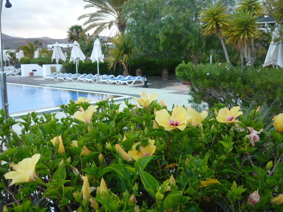 Tolle Pflanzen in der gesamten Anlage Hotel Costa Calero