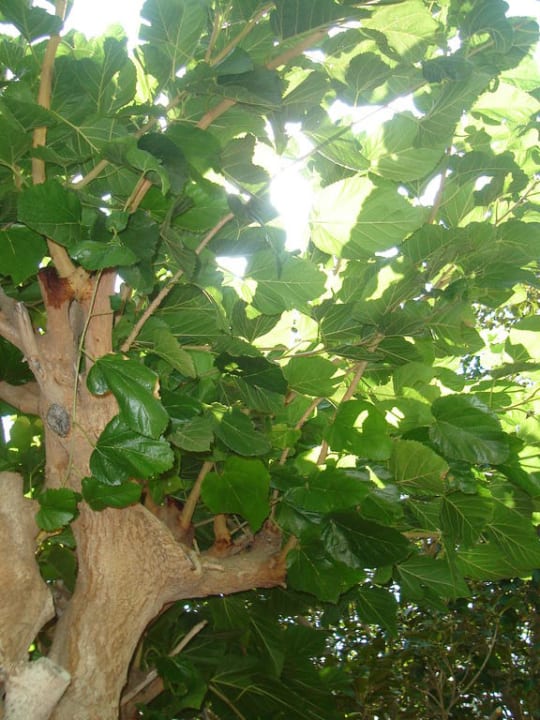 Baumbestand im Garten Irene Palace Beach Resort Club alltoura