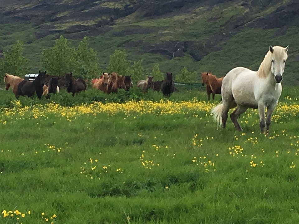 Sonstiges Farm Efsti Dalur