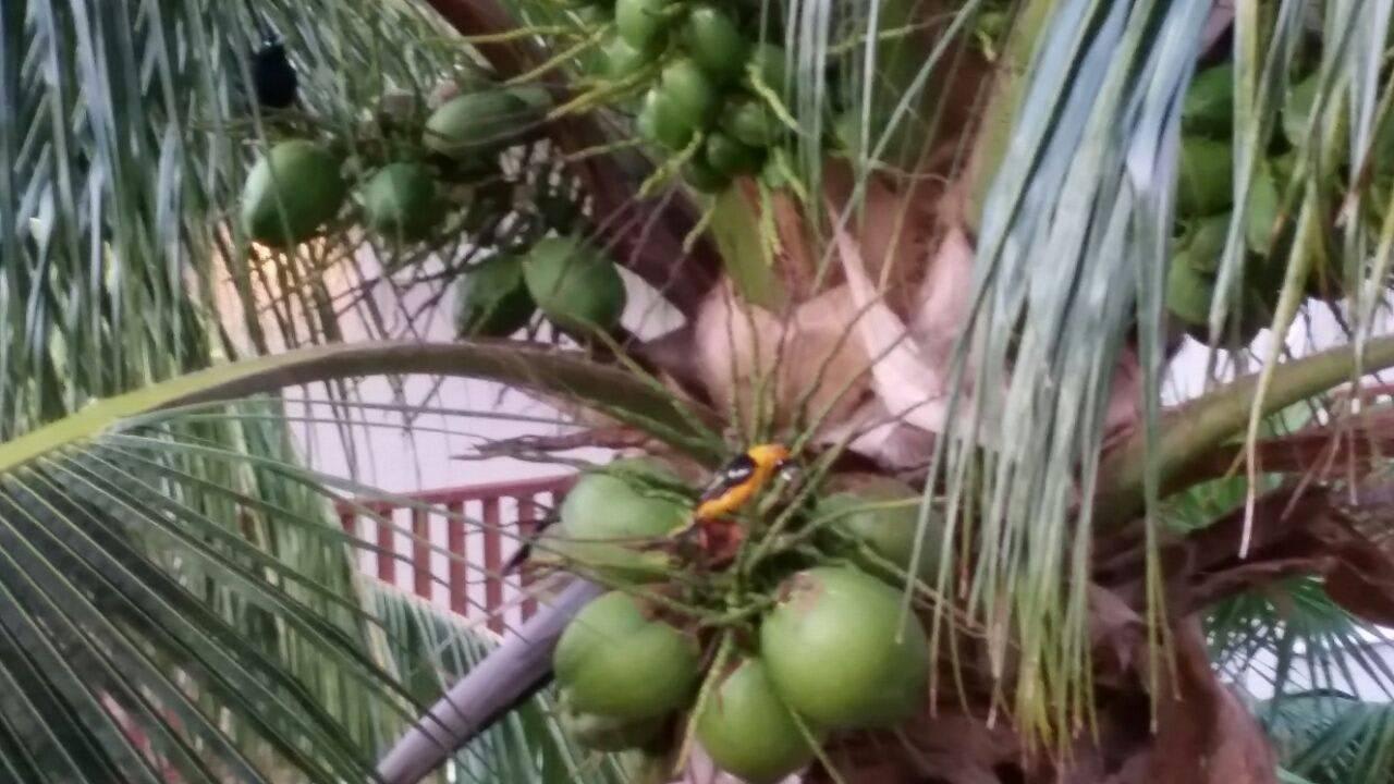 Direkt vor dem Zimmer tolle gepflegte Bäume Catalonia Playa Maroma