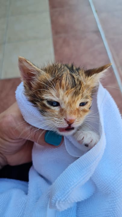 Sonstiges Belek Beach Resort Hotel