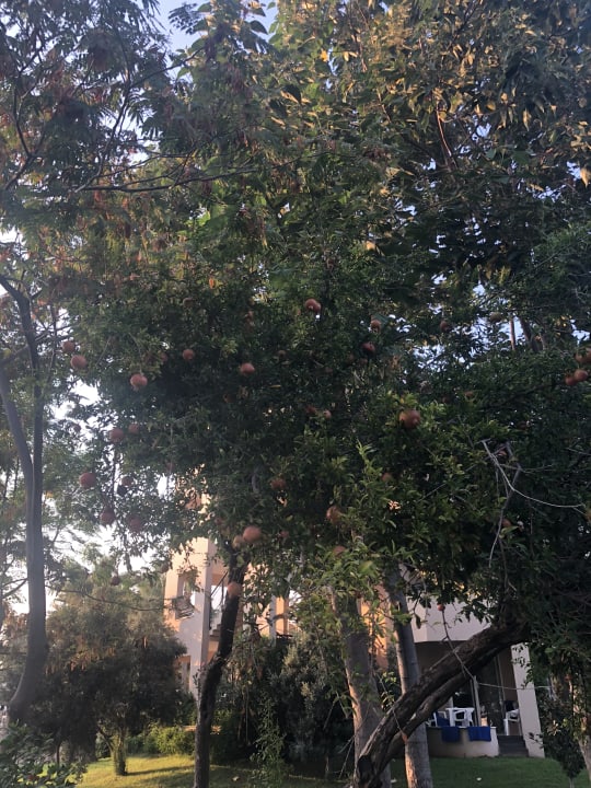 Gartenanlage Labranda Alantur Resort