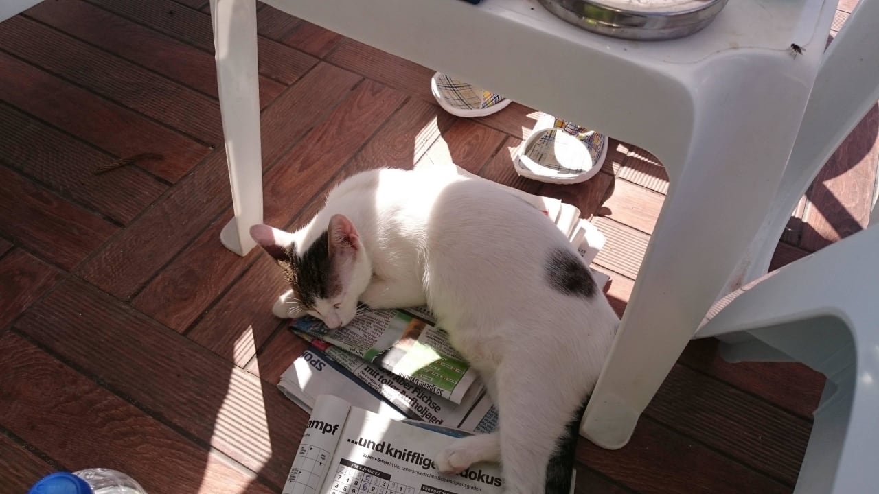 Ersatz-Haustier Holiday Park Resort