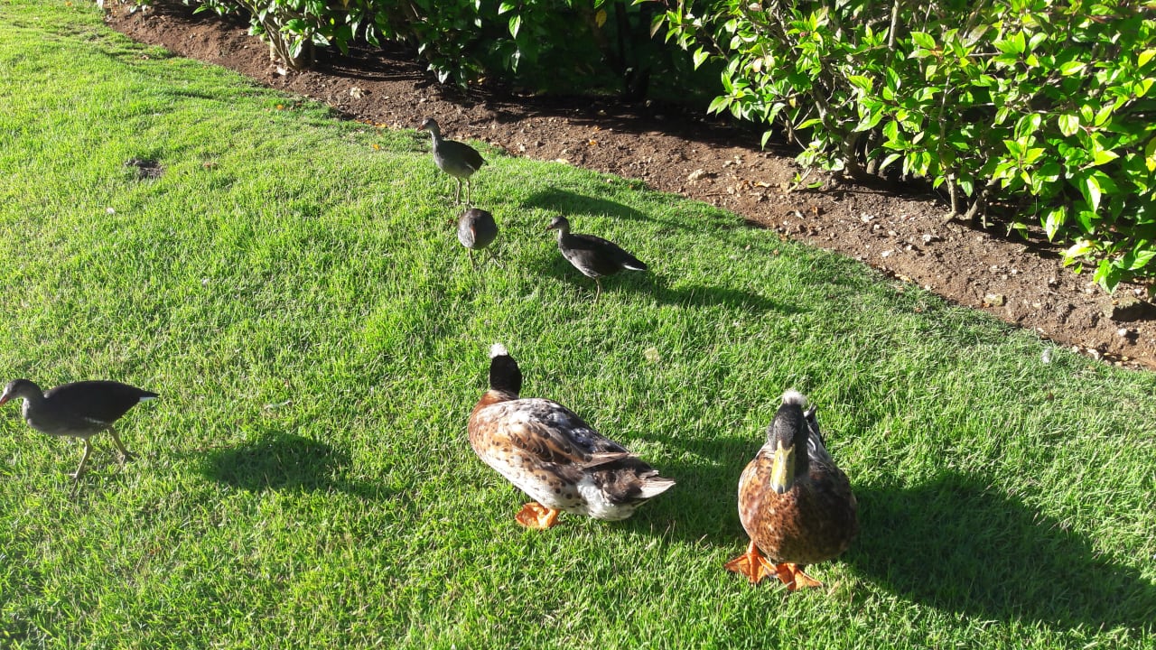 Gartenanlage Hotel Viva Dominicus Palace by Wyndham-All Inclusive Resort