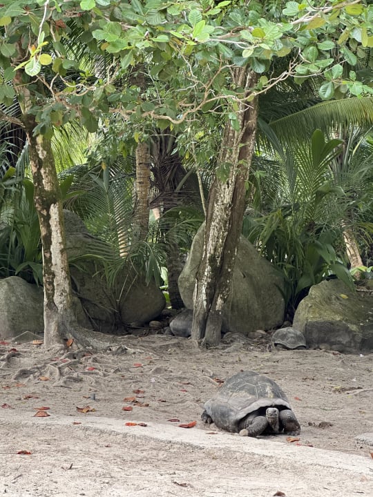 Gartenanlage Constance Ephelia