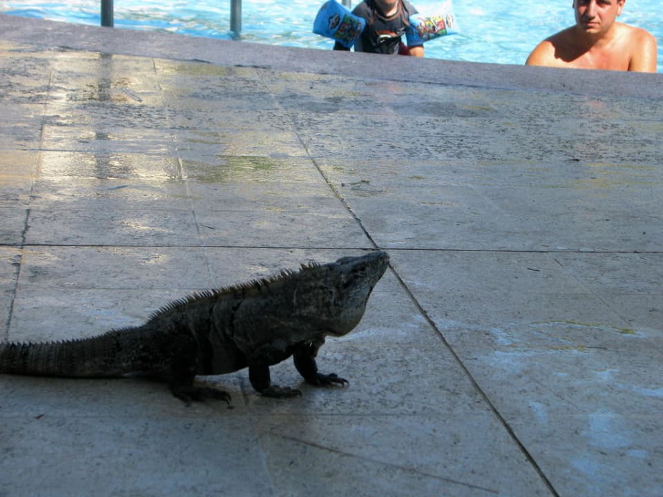 Besuch am Pool Sandos Playacar Beach Resort