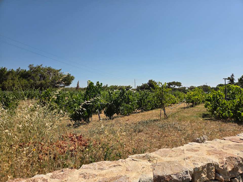 Gartenanlage Atlantica Plimmiri