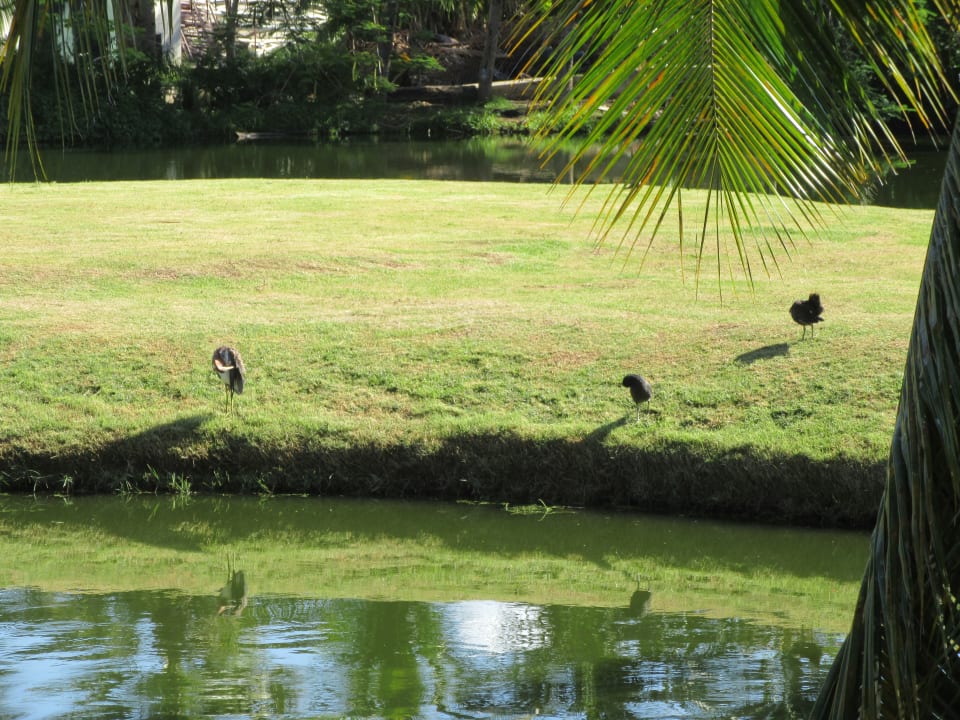 Gartenanlage Villas Bavaro Resort & Spa