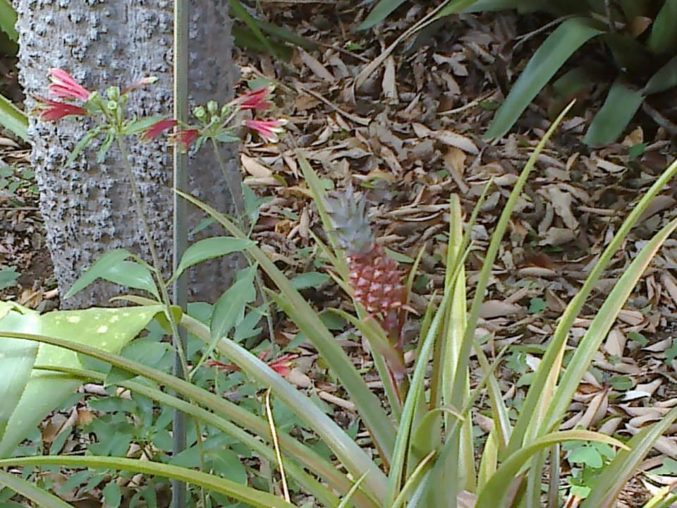 Blumenpracht H10 Tenerife Playa