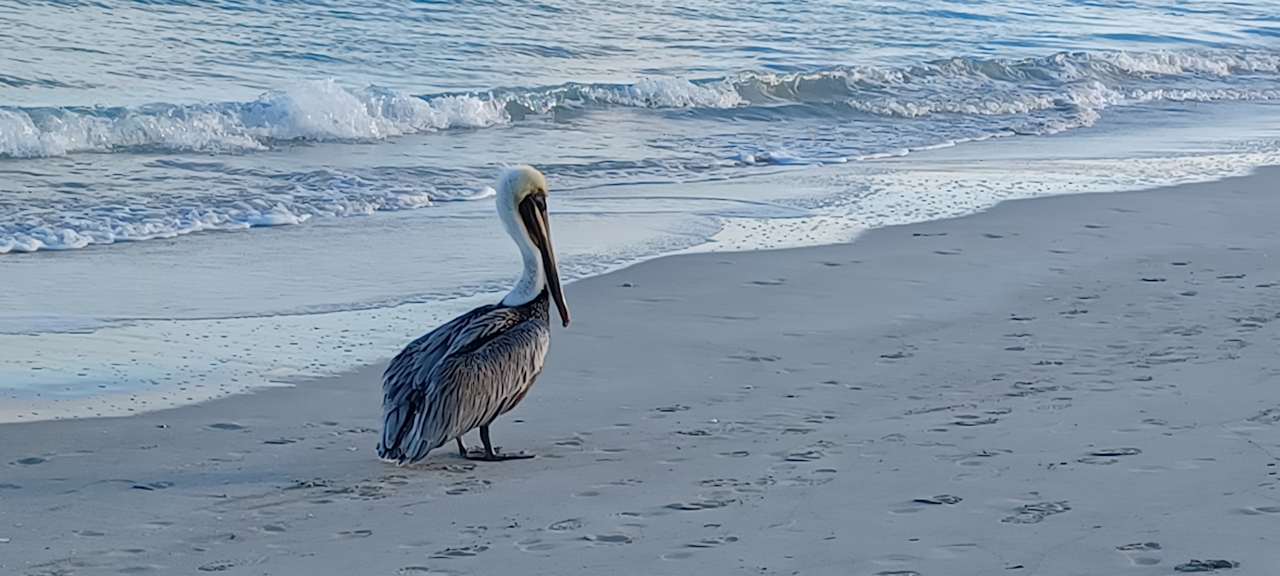 Strand Melia Las Antillas - Adults only