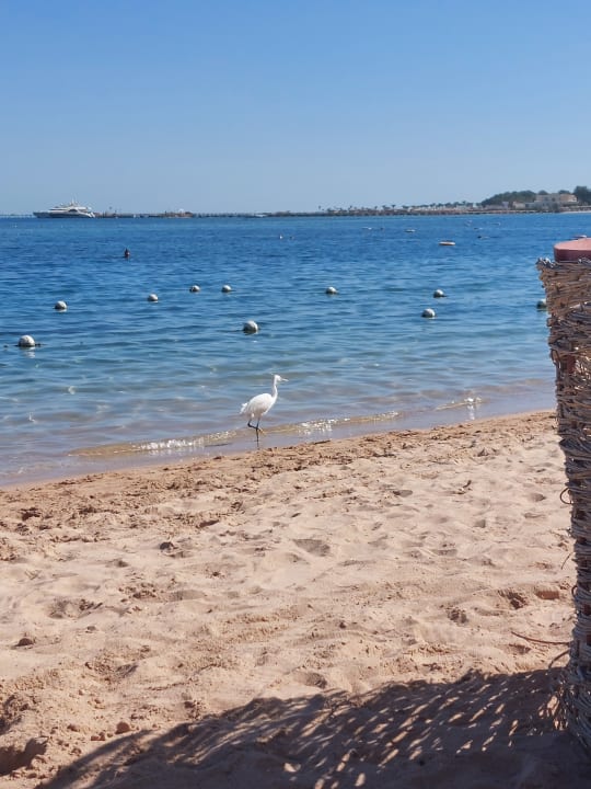 Strand Jaz Makadina