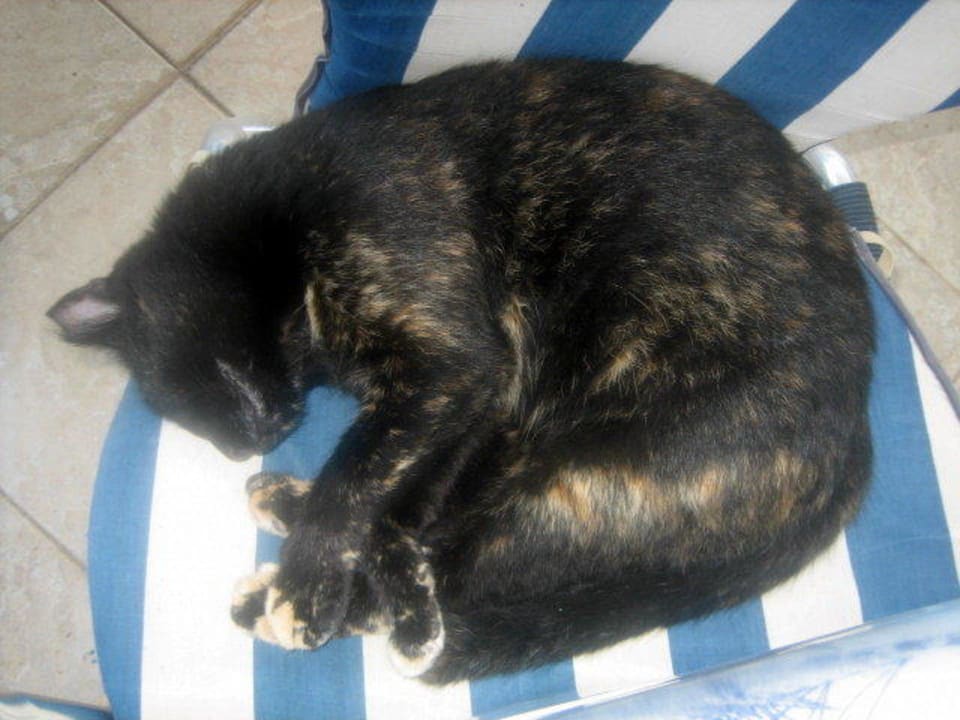 Hauskater Costa Angela Seaside Resort