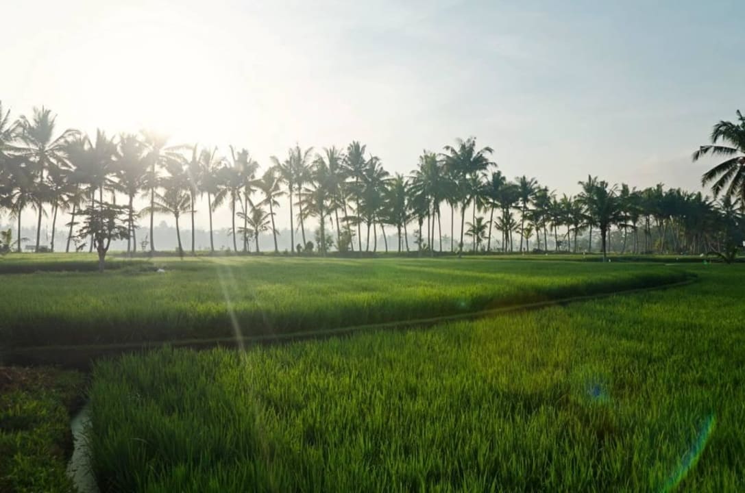 Rice field surrounding Hotel Bhuwana Ubud