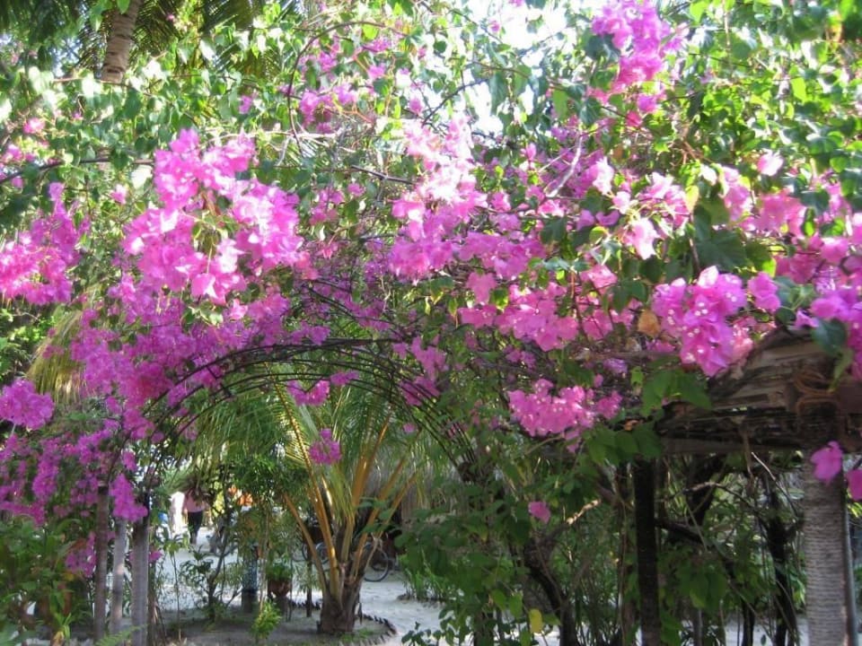 Außenanlage Kuredu Island Resort & Spa