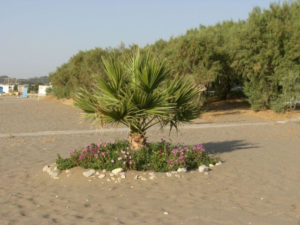 Strand Hotel Calypso Beach