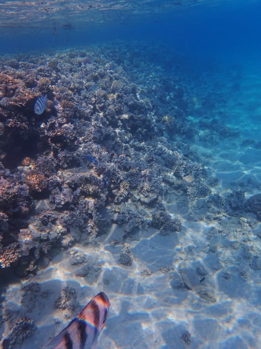 Strand Jaz Makadi Gardens - TUI BLUE Makadi Gardens - Adults Friendly 16 Years Plus