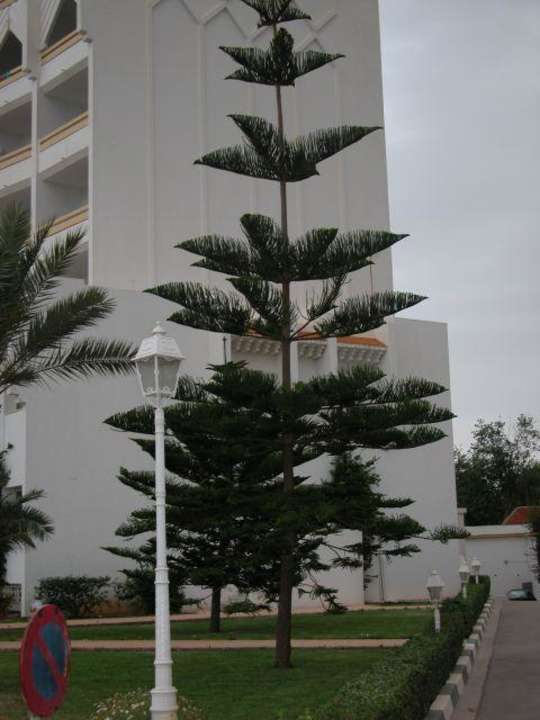 Drzewko na zewnątrz Orient Palace Resort & Spa