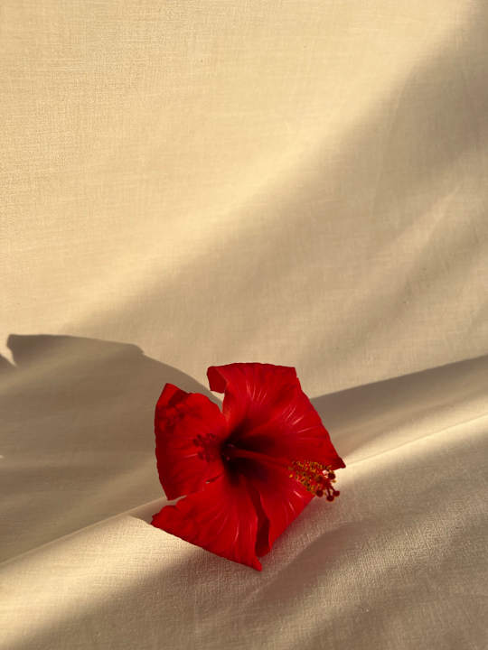 Gartenanlage Siva Golden Bay Makadi