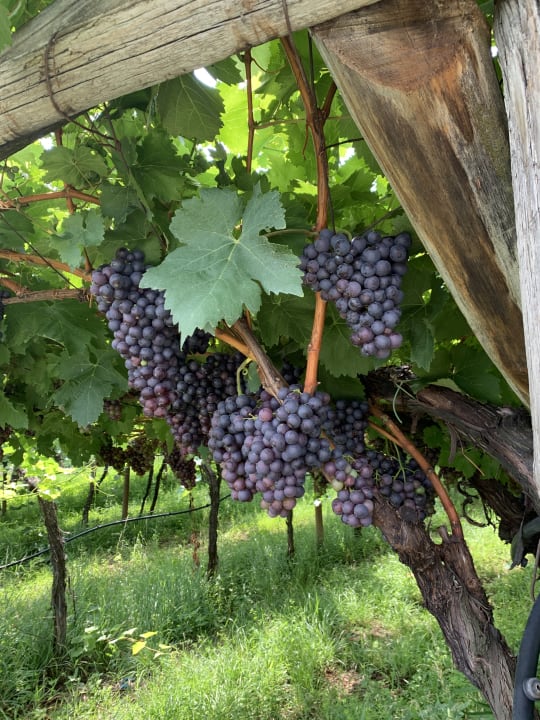 Gartenanlage Gästehaus Florian