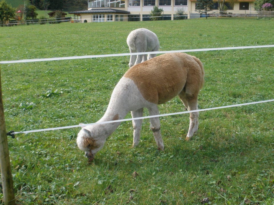 Lamas Hotel der Wiesenhof