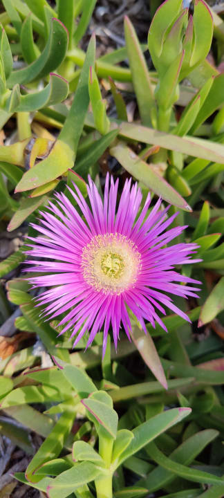 Gartenanlage Knossos Beach Bungalows Suites Resort & Spa