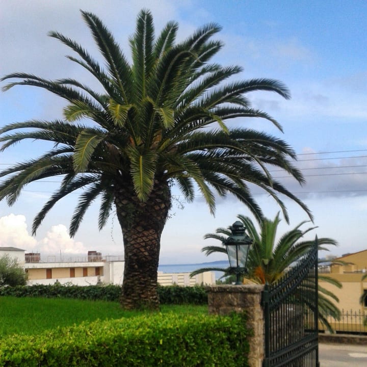 Palme am Eingangstor Hotel Eliana