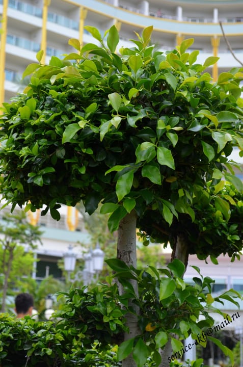 Delphin Imperial Hotel Delphin Imperial