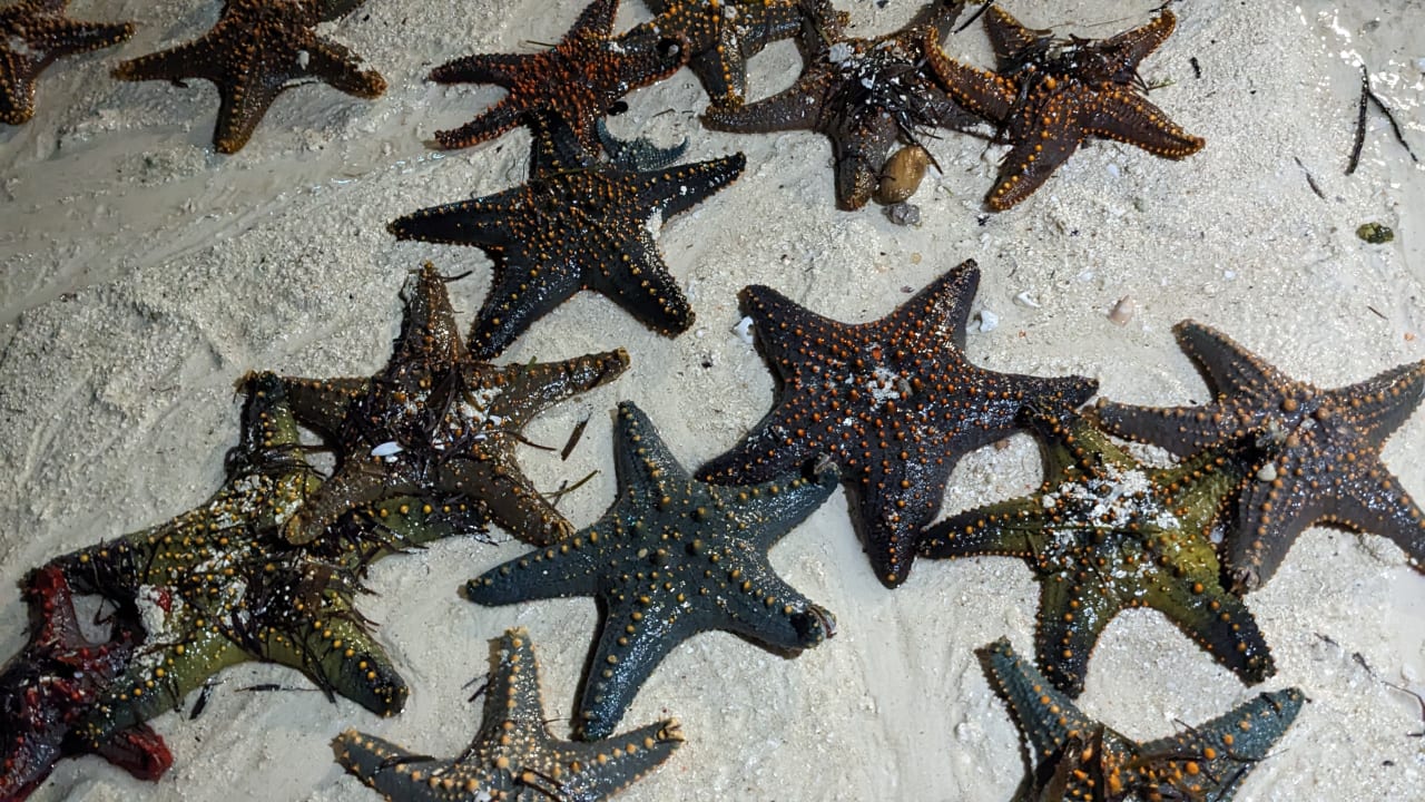 Strand Hotel Riu Palace Zanzibar