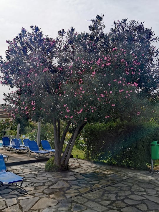 Sonstiges alltoura Club Hotel Poseidon Palace