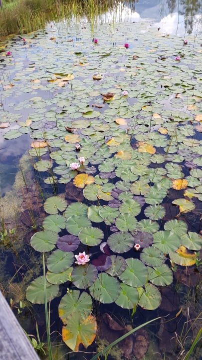Gartenanlage Naturhotel Reissenlehen