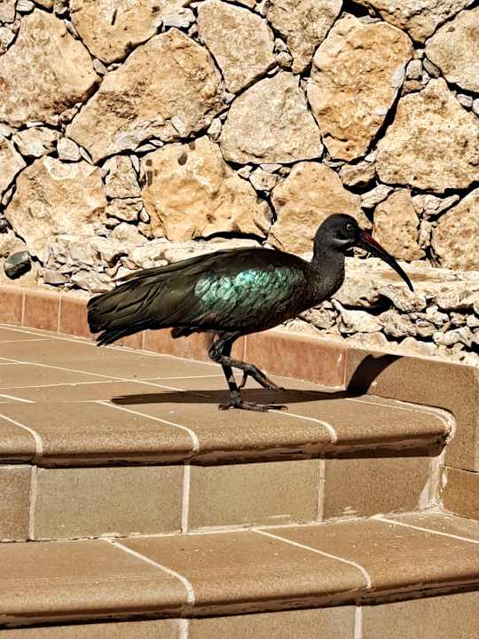 Sonstiges MUR Hotel Faro Jandia & Spa Fuerteventura