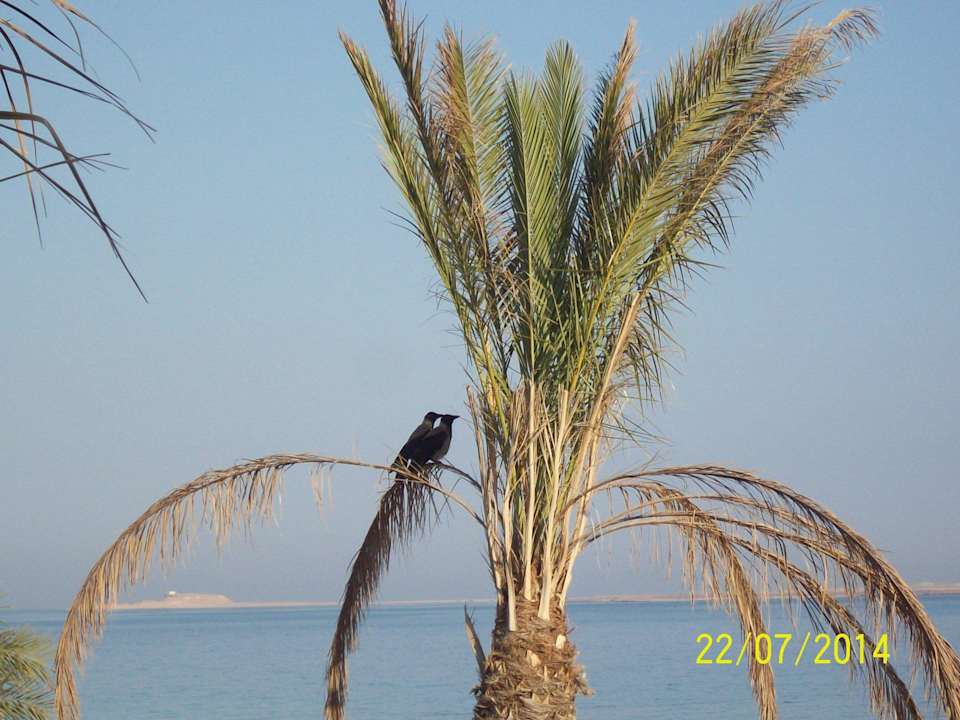 Vogelpaar Shams Prestige Abu Soma-Adults Only