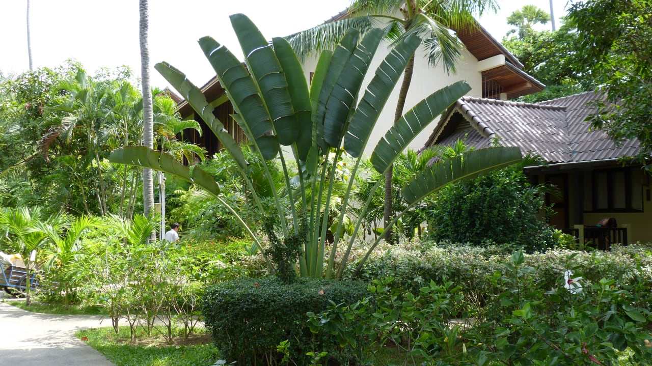 Der Weg zum Frühstück NH Collection Samui Peace Resort