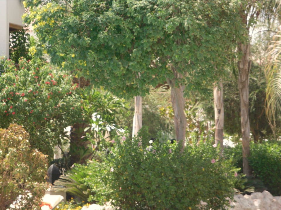 Garten mit viel Gebüsch und Bäumen Ghazala Gardens