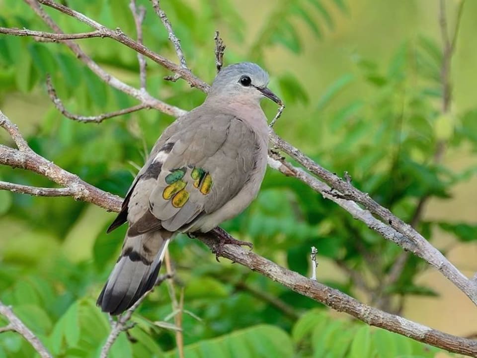 Taube Shimba Hills Lodge