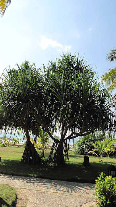 Weg im Gartenbereich Hotel Aureum Palace Resort
