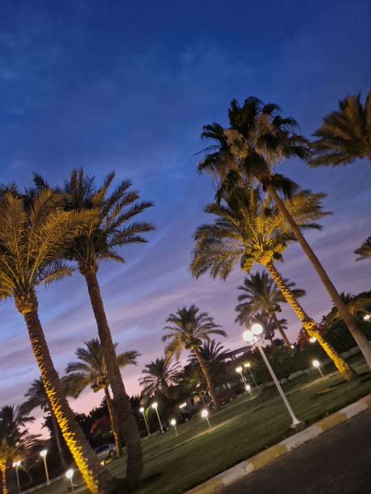 Gartenanlage Desert Rose